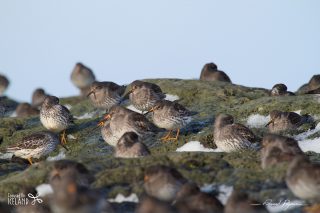 Purple Sandpiper Purple Sandpiper