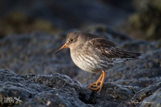 Purple Sandpiper Purple Sandpiper