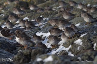 Purple Sandpiper Purple Sandpiper