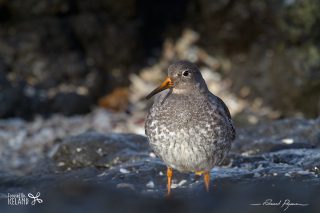Purple Sandpiper Purple Sandpiper