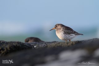 Purple Sandpiper Purple Sandpiper