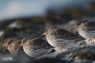 Purple Sandpiper Purple Sandpiper